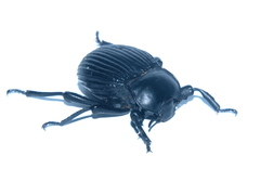 Gonopus