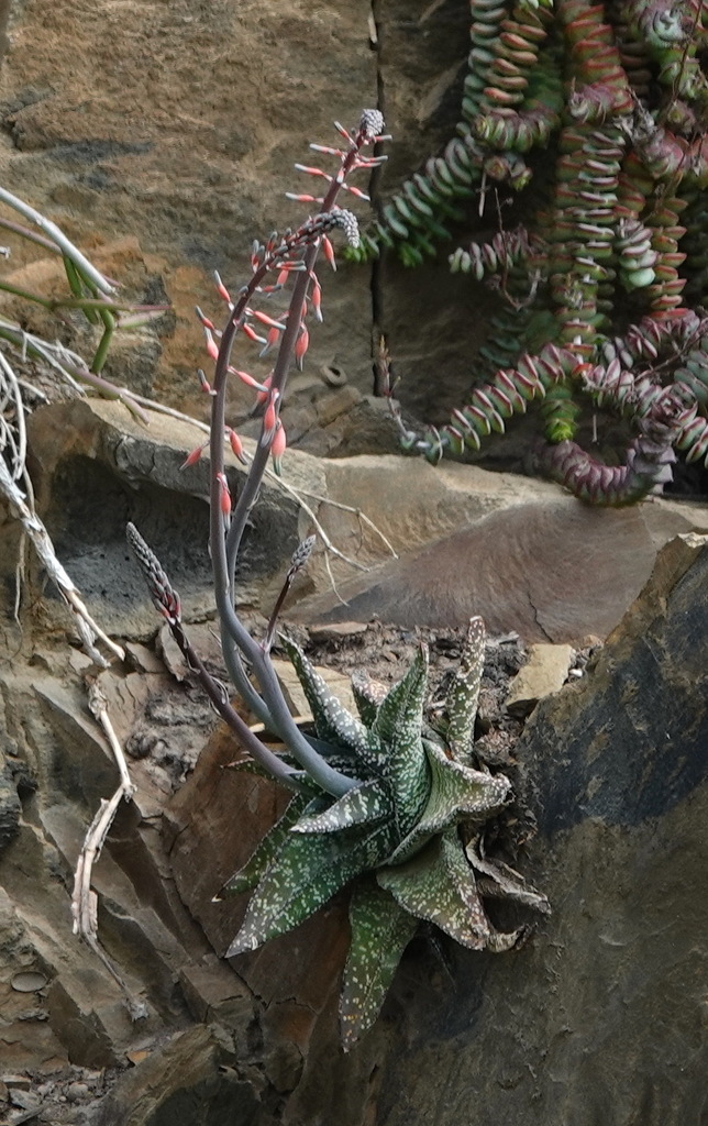 Gasteria carinata (Mill.) Duval