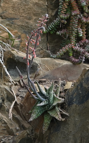 Gasteria carinata