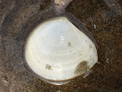 Macomona liliana