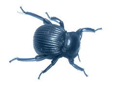 Gonopus