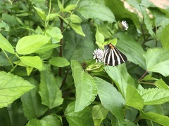 Panthiades bathildis