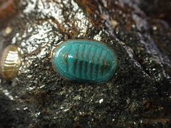 Chiton glaucus