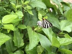 Panthiades bathildis