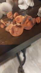 Lactarius rufulus