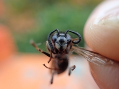 Vespula flaviceps
