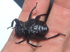 Gonopus