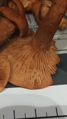 Lactarius rufulus