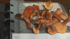 Lactarius rufulus