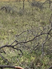 Malurus melanocephalus