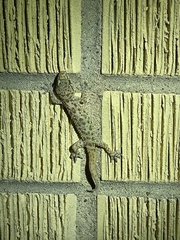 Hemidactylus turcicus