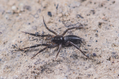 Drassyllus shaanxiensis