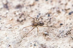 Lepthyphantes