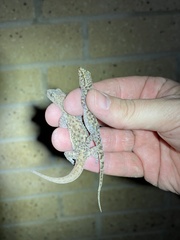 Hemidactylus turcicus