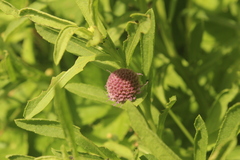 Sphaeranthus peduncularis