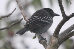 Sakesphorus canadensis