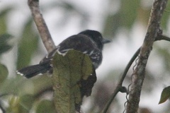 Sakesphorus canadensis