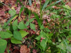 Hylodesmum podocarpum oxyphyllum