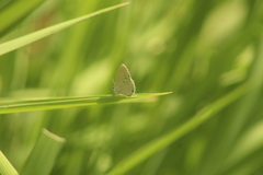 Eicochrysops hippocrates