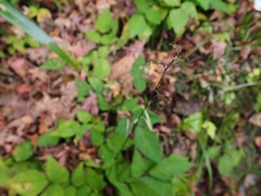 Hylodesmum podocarpum oxyphyllum
