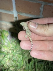 Hemidactylus turcicus