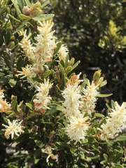Orites lancifolius
