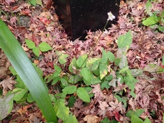 Hylodesmum podocarpum oxyphyllum