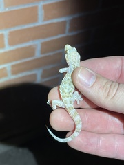 Hemidactylus turcicus