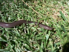 Afrotyphlops bibronii