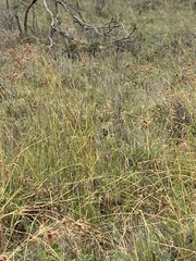 Malurus melanocephalus