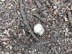 Agaricus deserticola