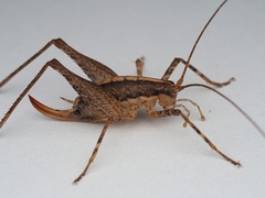 Macropathinae