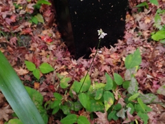 Hylodesmum podocarpum oxyphyllum