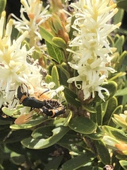 Chauliognathus lugubris