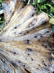Bartheletia paradoxa