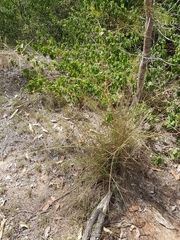 Eragrostis
