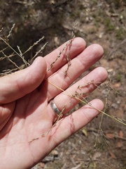 Eragrostis