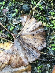 Bartheletia paradoxa