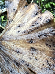 Bartheletia paradoxa