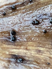 Bartheletia paradoxa