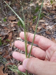 Panicum effusum
