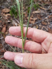 Panicum effusum