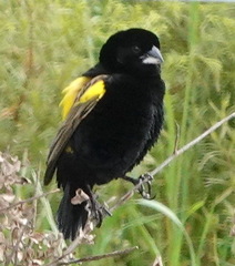 Euplectes capensis capensis