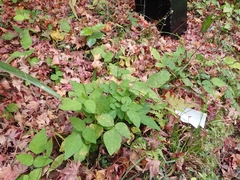 Hylodesmum podocarpum oxyphyllum