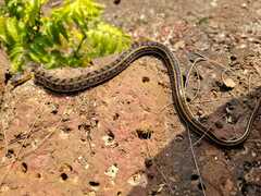 Amphiesma stolatum