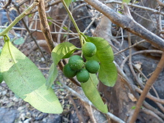Atalantia racemosa