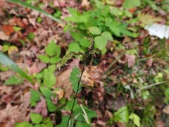 Hylodesmum podocarpum oxyphyllum
