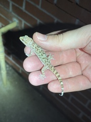 Hemidactylus turcicus