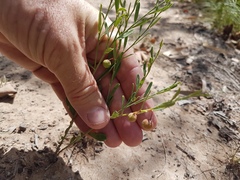 Phyllanthus virgatus