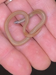 Tantilla calamarina